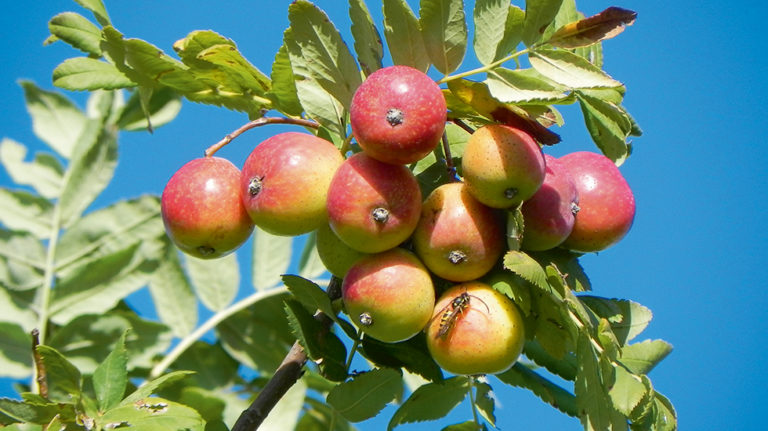 Die Grafenrheinfelder GRÜNEN pflanzen einen Speierling im Gartenweg