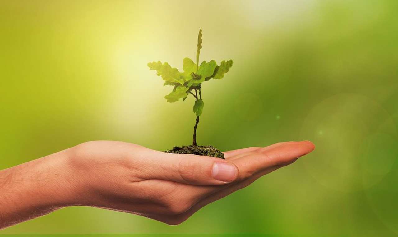 Wir pflanzen mit Ihnen einen Baum am Samstag, den 29. Februar 2020 um 14.00 Uhr.