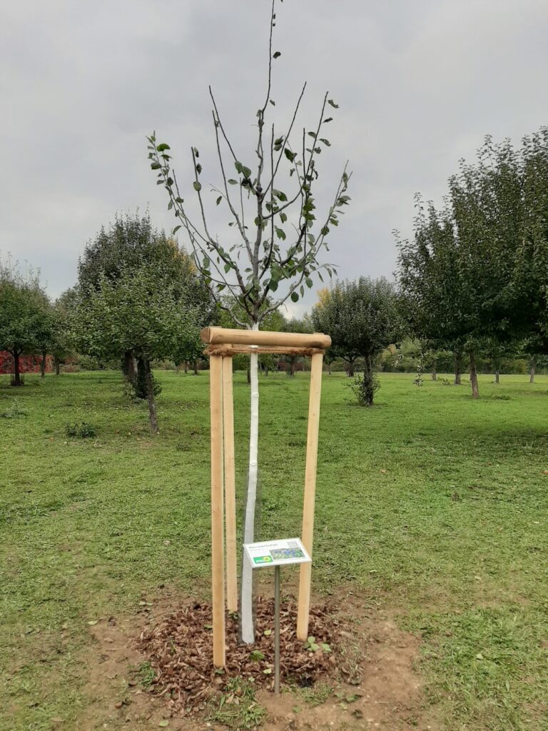 Eine Hauszwetschge für Grafenrheinfeld!