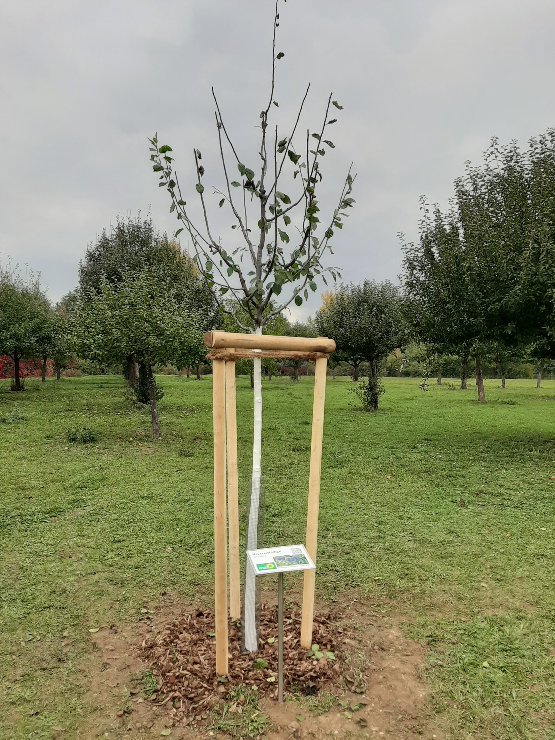 Zwetschgenbaum