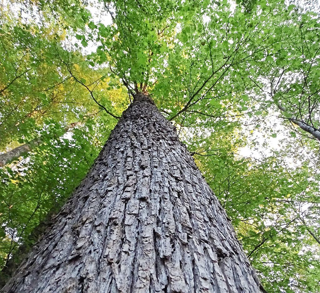 Eine Baum-Hasel